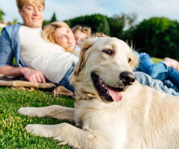 Happy golden retriever dog sitting with family on grass 